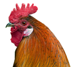 Online Sabong Rooster head